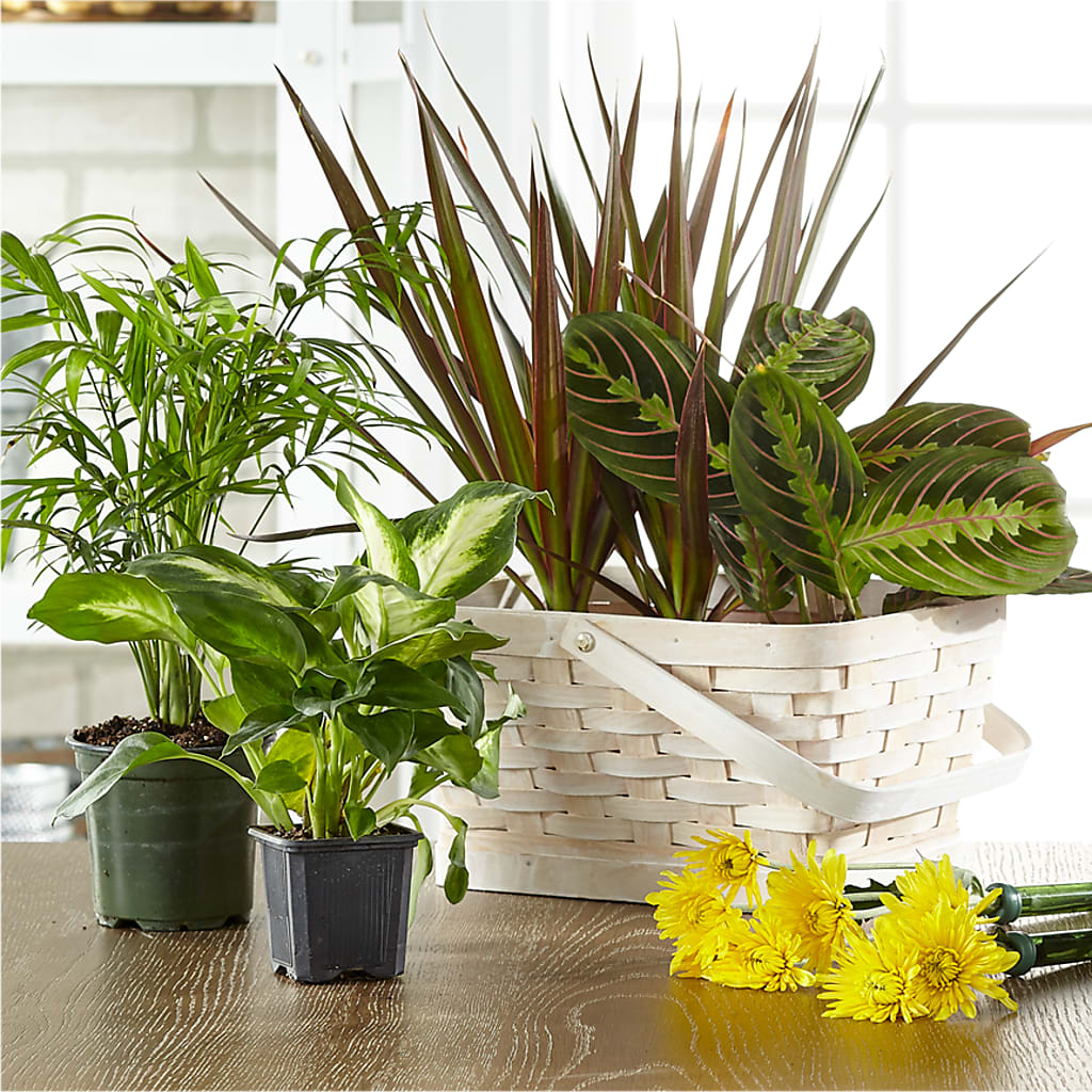 Florist Designed Blooming and Green Plants in a Basket – Ros-al Floral, Forest City PA