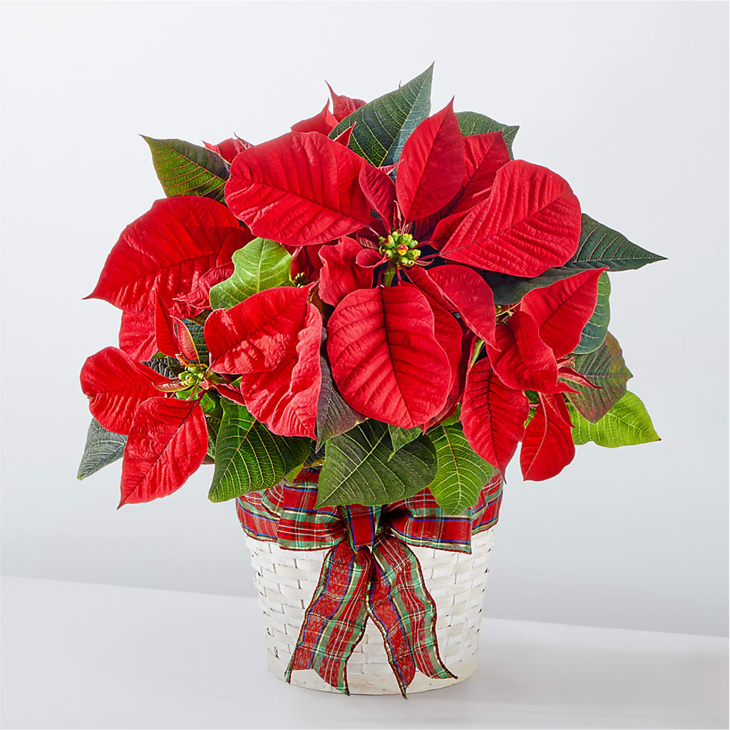 Happiest Holidays Poinsettia – Ros-al Floral, Forest City PA