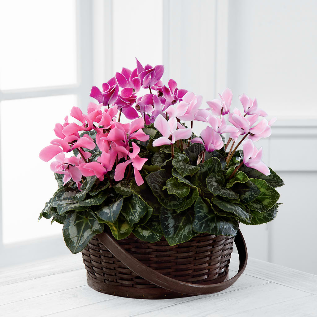 Mixed Cyclamen Planter – Ros-al Floral, Forest City PA