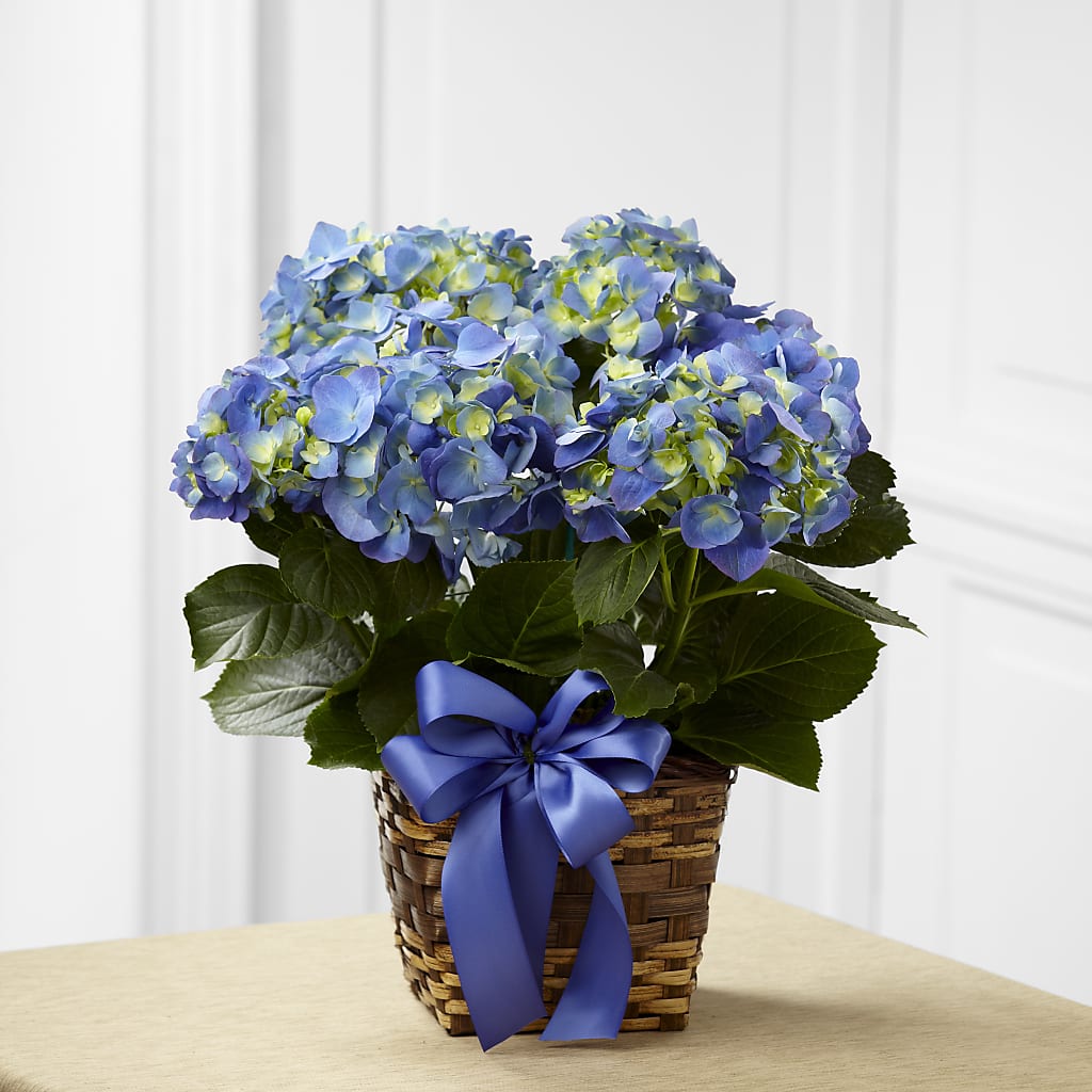Blue Hydrangea Planter – Ros-al Floral, Forest City PA