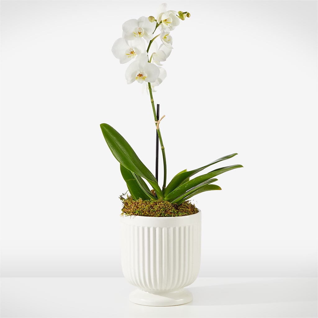 Whispering White Orchid – Ros-al Floral, Forest City PA