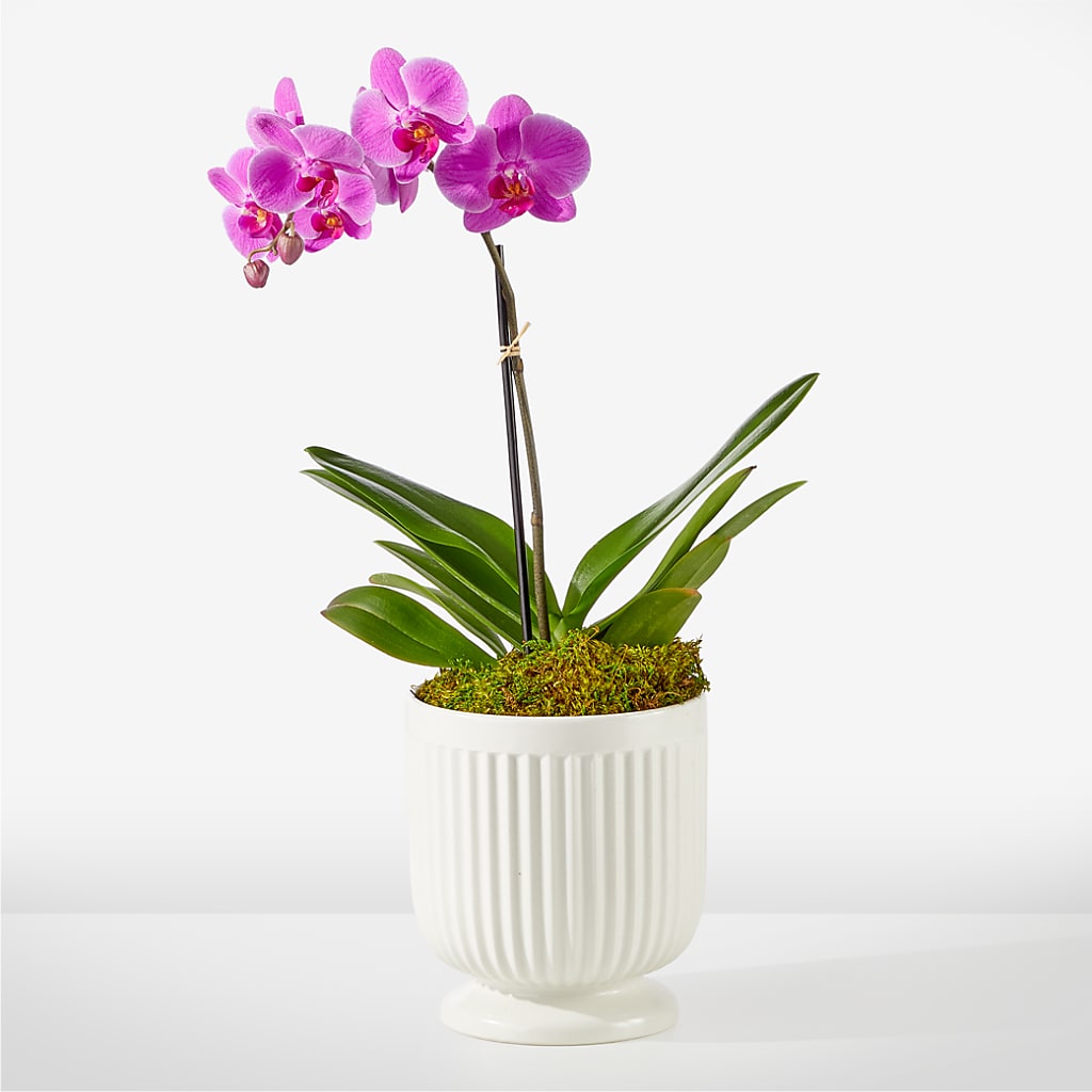 Friendly Fuchsia Orchid – Ros-al Floral, Forest City PA