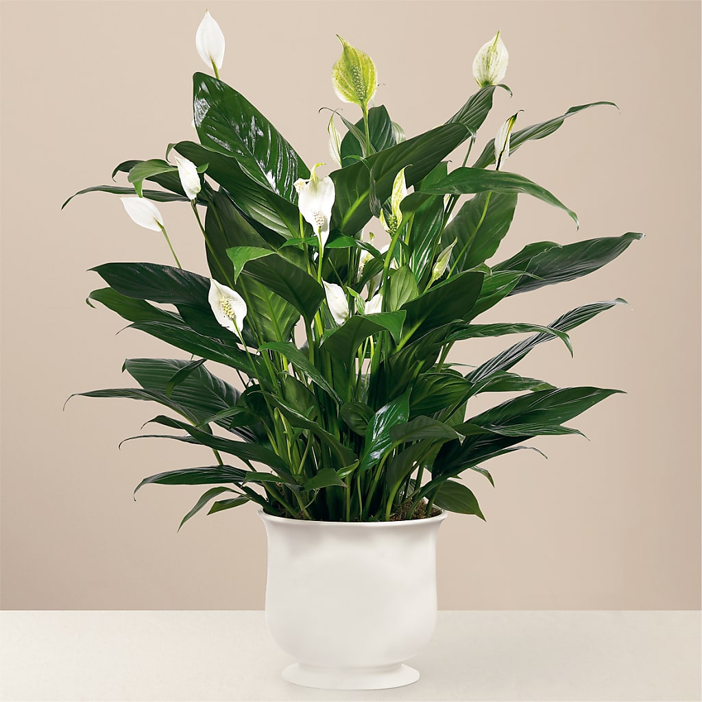 Comfort Planter – Ros-al Floral, Forest City PA