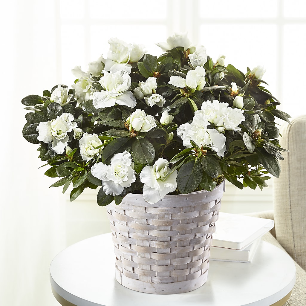 White Azalea Plant – Ros-al Floral, Forest City PA
