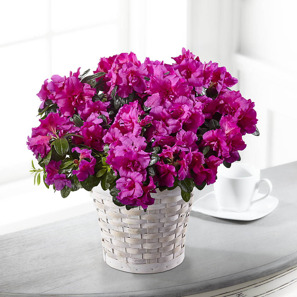 Hope & Serenity Azalea Plant – Ros-al Floral, Forest City PA