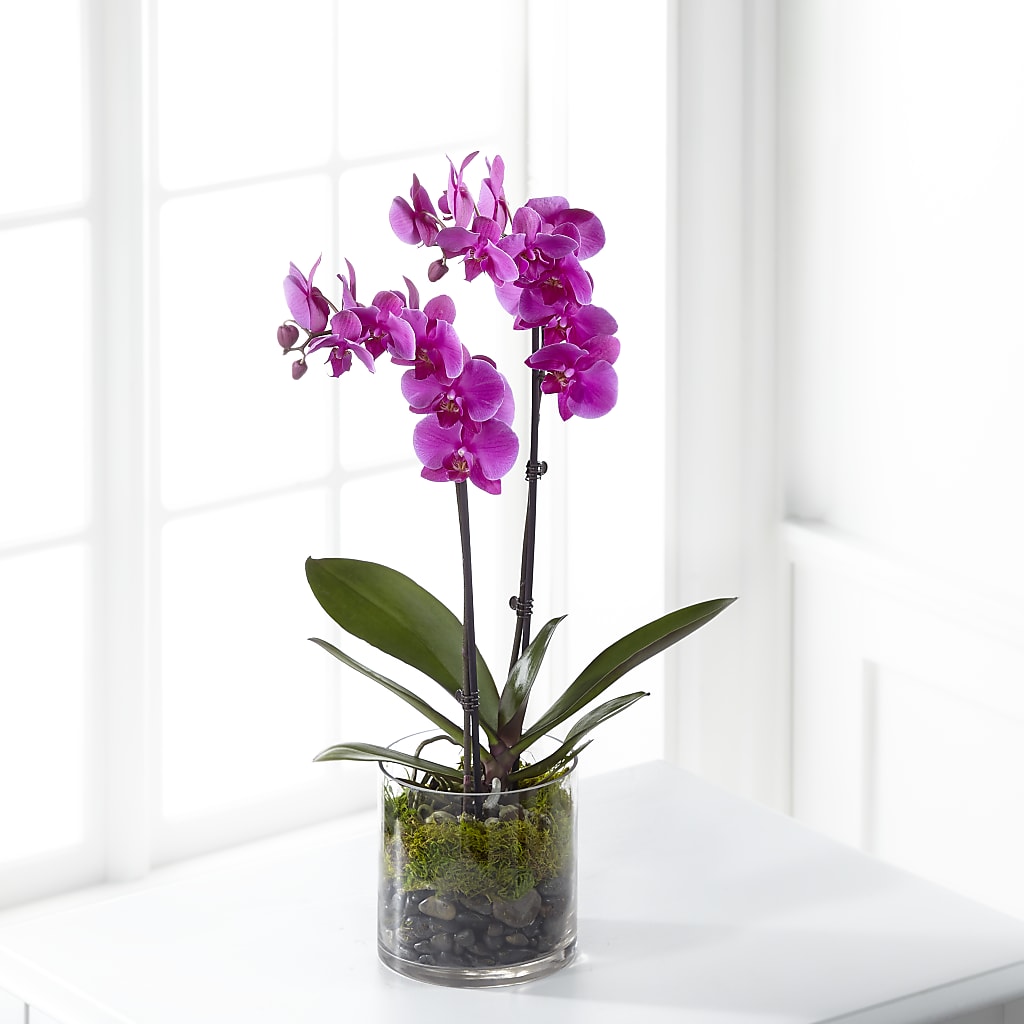 Pink Orchid Plant – Ros-al Floral, Forest City PA