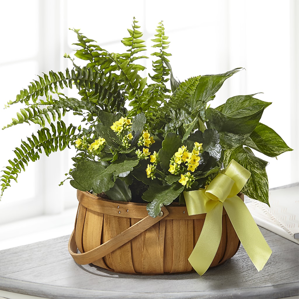 Always Dear Dishgarden – Ros-al Floral, Forest City PA