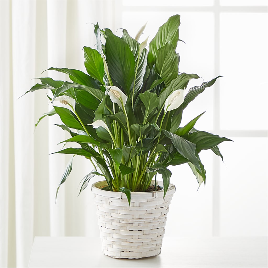 A New Leaf Peace Lily – Ros-al Floral, Forest City PA