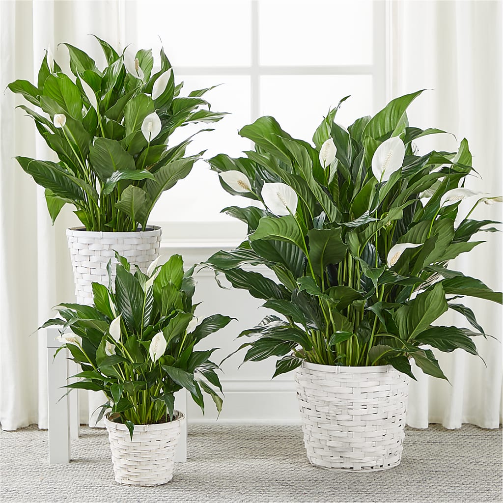 A New Leaf Peace Lily – Ros-al Floral, Forest City PA