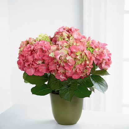 Pink Hydrangea Planter –  Ros-al Floral, Forest City PA