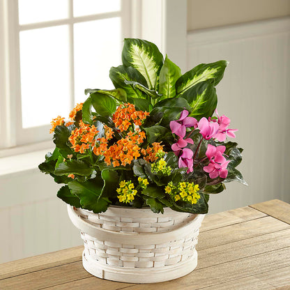 Color Crush Dishgarden –  Ros-al Floral, Forest City PA