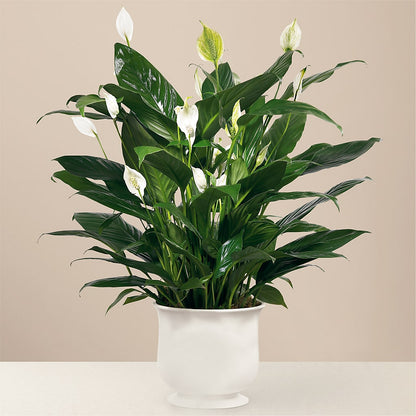 Comfort Planter –  Ros-al Floral, Forest City PA