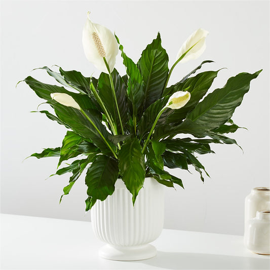 Comfort Planter –  Ros-al Floral, Forest City PA
