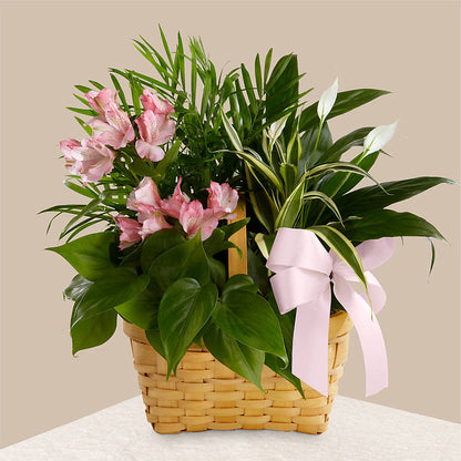 Living Spirit Dishgarden –  Ros-al Floral, Forest City PA