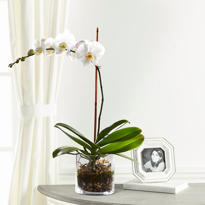 White Orchid Planter –  Ros-al Floral, Forest City PA
